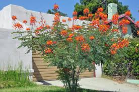 Image result for Caesalpinia rostrata