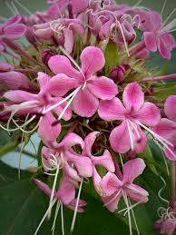Image result for Clerodendrum buchneri
