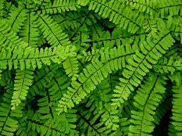 Image result for Pteridaceae