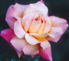 Rosa Chicago Peace (Hybrid Tea Rose)