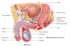 Male anatomy ref, adam skutt. Male Reproductive System