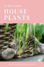 These bright flowering plants are tall and delicate but are also safe to have around cats. 10 Houseplants Safe For Cats Dogs Better Gardener S Guide