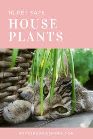 Install hanging planters near a sunny window that is far enough to keep the leaves from tempting. 10 Houseplants Safe For Cats Dogs Better Gardener S Guide
