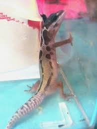 Leopard geckos can seem to be very sleepy animals. Leopard Gecko Behaviors And Their Reasons Care Guides For Pet Lizards