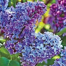 President Grevy Blue Lilac Flower Garden Plans Lilac Plant Beautiful Flowers Pictures