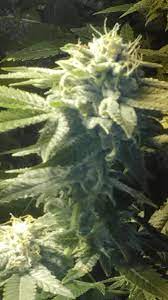 We did not find results for: Spider Mites During Week 7 Of Flowering Help Thcfarmer