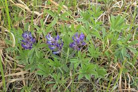 Image result for Synadenium glabratum