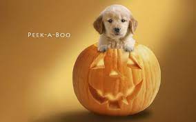 Cute Halloween Desktop Backgrounds Dog Halloween Halloween Puppy Cute Puppies