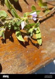 Image result for Dyschoriste radicans