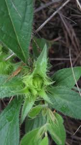 Image result for Crabbea velutina