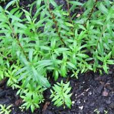 Image result for Heimia salicifolia