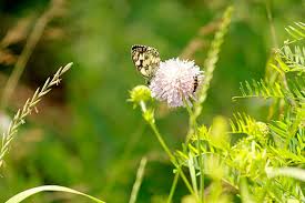 Мир отмечает международный день прогулки. Kakoj Prazdnik 19 Iyunya V Rossii I Mire