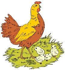 نتيجة بحث الصور عن دجاجة مع فراخها Chickens Baby Chickens Chicken Facts