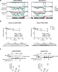 We did not find results for: Identification Of The Rna Pyrophosphohydrolase Rpph Of Helicobacter Pylori And Global Analysis Of Its Rna Targets Journal Of Biological Chemistry