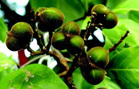 Image result for Sapindus