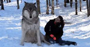 Giant Wolf With Woman Wolf Sitting Big Wolf Wolves And Women