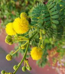 Acacia Plantsbank Acacia Mimosa Plants Flowers Nature Gardens Yellowflowers Yellow Plant Plantlover N Plants Plant Lover Yellow Flowers