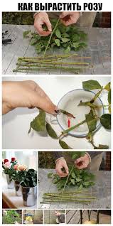 как вырасти на 10 см за неделю в домашних условиях Kak Vyrastit Rozu Iz Srezannogo Cvetka Rose Cuttings Lotus Flower Seeds Growing Roses