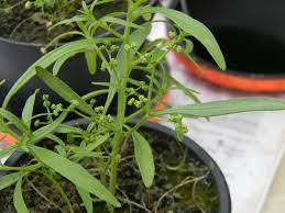 Image result for Xyris aristata