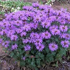 Image result for Monarda