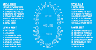 right dental chart with teeth numbers dental diagram with