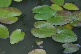 Image result for Caldesia parnassifolia