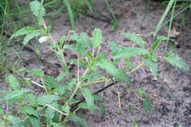 Image result for Monsonia glauca