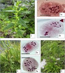 Image result for Swertia kilimandscharica