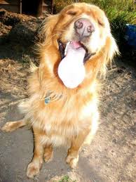 Golden Retriever Facts And Golden Retriever Dog Breed Information Golden Retriever Golden Retriever Facts Dogs Golden Retriever
