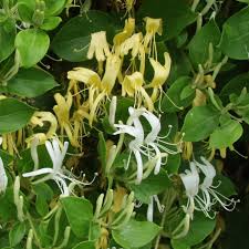 But these colorful and delightfully scented plants are more than just pretty decorations — they have medicinal uses as well, exhibiting powerful antiviral activity. Lonicera Japonica Halliana Japanese Honeysuckle Hardy Shrub Climber 9cm Pot 5051641447087 Ebay
