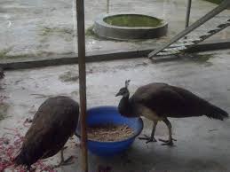 Free shipping on most equipment orders over $100 see details. Peacock Farming Business Starting Plan For Beginners