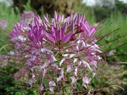 Image result for Cleome houtteana