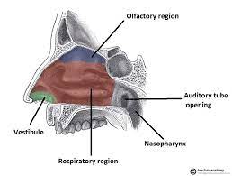 The Nasal Cavity Structure Vasculature Innervation Teachmeanatomy