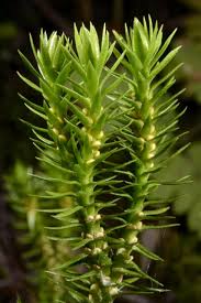 Image result for Huperzia dacrydioides