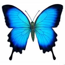 Coloriage papillon à imprimer gratuit beau collection. Dessins En Couleurs A Imprimer Papillon Numero 548259