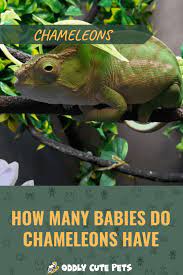 How Many Babies Do Chameleons Have Chameleon Care Baby Chameleon Chameleon