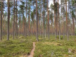 Part or all of this entry has been imported from the 1913 edition of webster's dictionary. Hilary Allison Di Twitter Look At These Amazing Scots Pine In Salamajarvi National Park Finland My Forester Friends Old Growth Forests In Amongst The Mires Special Place Https T Co Vpjoav7b3t