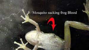 I wanted to confirm something: 10 Things That Would Happen In A World Without Frogs Toptenz Net