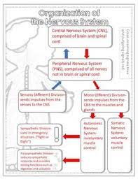 Divisions Of The Nervous System Doodle Notes Peripheral Nervous System Central Nervous System Nervous System