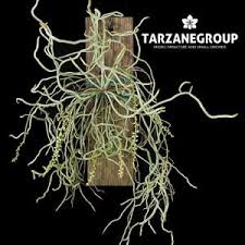 Image result for Microcoelia exilis