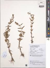 Image result for Bacopa floribunda