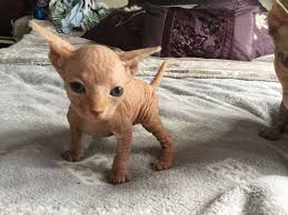 Your welcome to fill out an application to start. Sphynx Kittens For Sale Near Me Petfinder
