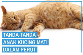 Cara kucing berkembang biak atau reproduksi. 7 Tanda Anak Kucing Mati Dalam Perut Induknya Kucingklik Com