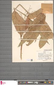 Image result for Marantochloa congensis