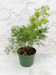 Image result for Asparagus petersianus