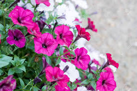 We did not find results for: Petunias Colorful Flower Petunia Hybrida Floral Pattern Spring Summer Flowers Background Texture Flowers Petunia Background Pattern For Postcards Brochures About Gardening And Landscape Design Stock Photo Picture And Royalty Free Image Image