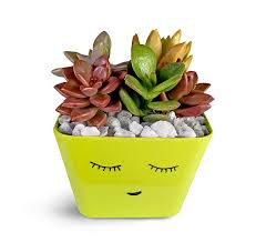 Here's 4 very cute succulent arrangements i made in this video, i had so much fun arranging these little things here. Hillmart Live Various Succulent Plants Arrangements With Parrot Green Pot For Desktop Display Decor Buy Online In Samoa At Samoa Desertcart Com Productid 171946977