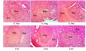 Image result for Commiphora pedunculata