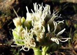 Image result for Stomatanthes