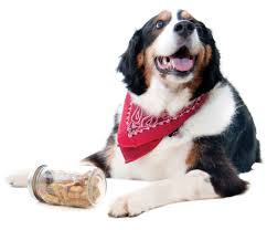 Adopt a pet at the oregon humane society in portland. 25 Seattle Animal Shelters And Pet Adoption Services Seattle Met